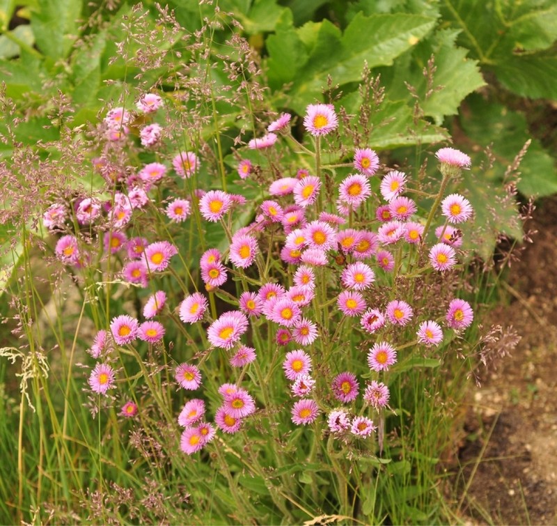 Erigeron altaicus photo 2