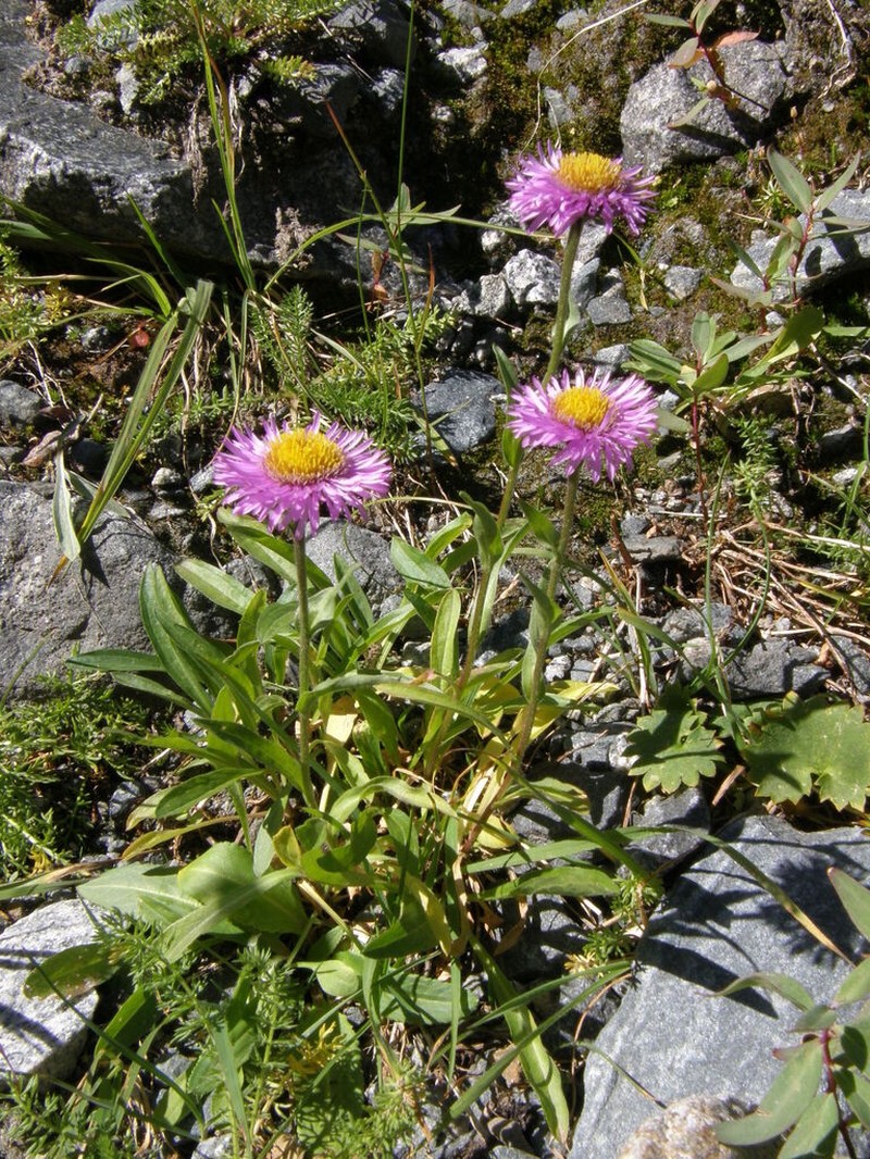Erigeron altaicus photo 3