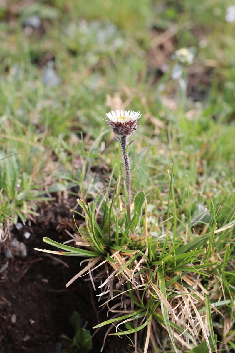 Erigeron altaicus photo 4