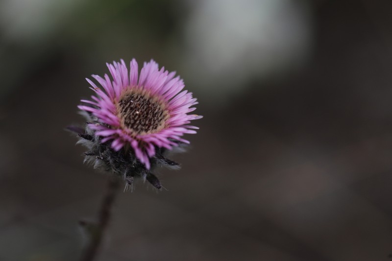 Erigeron altaicus photo 6