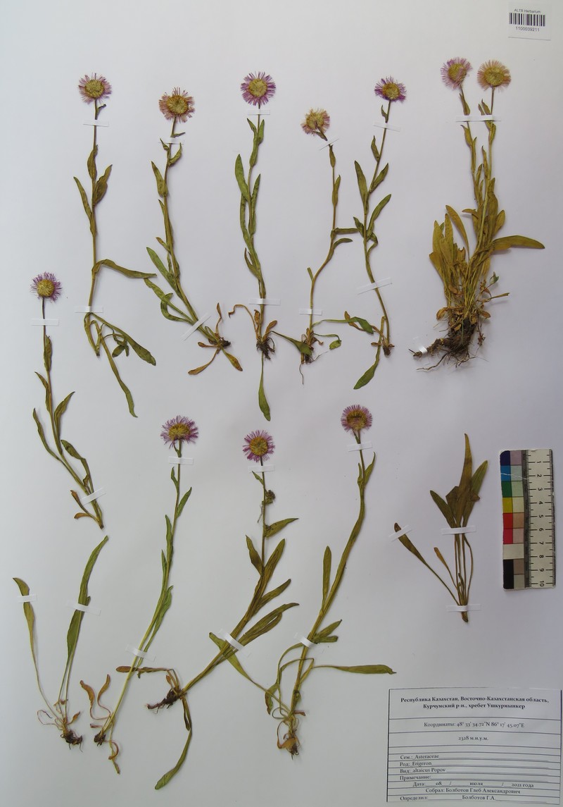 Erigeron altaicus photo 7