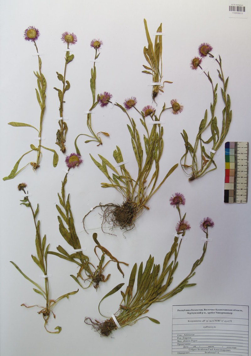 Erigeron altaicus photo 8