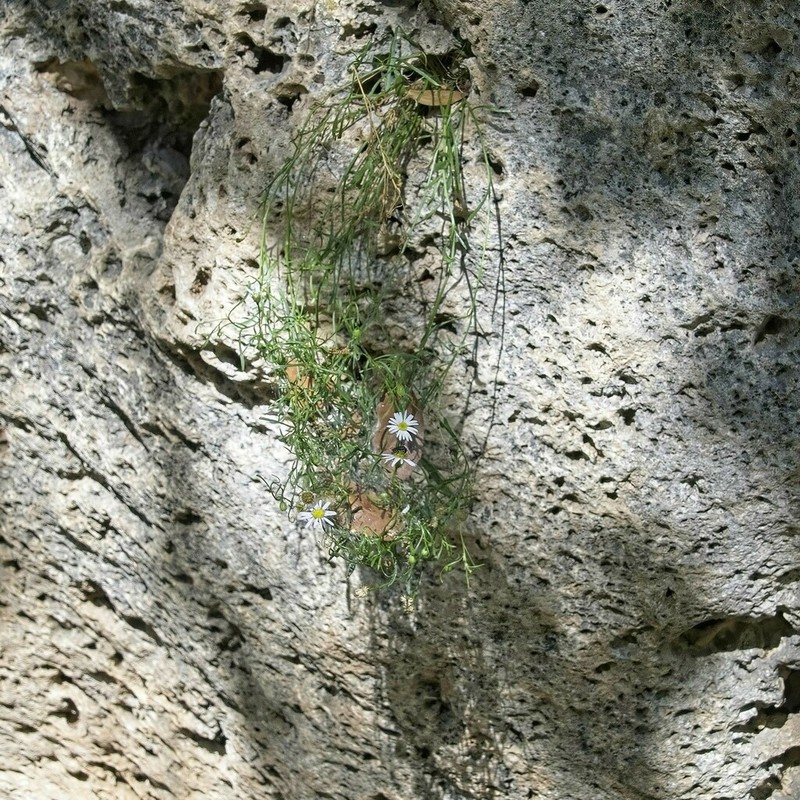 Sierra Ancha Fleabane