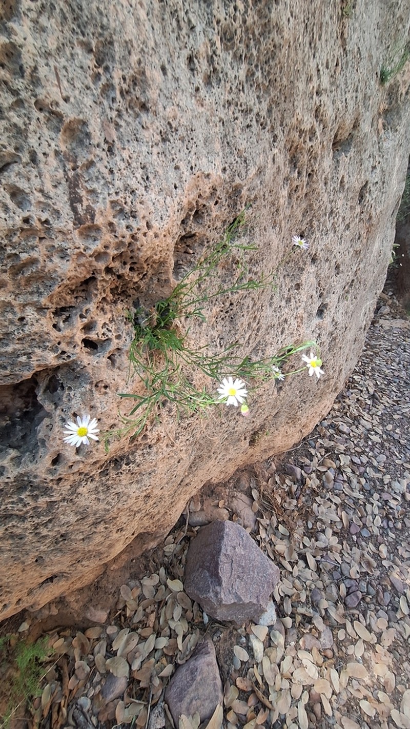 Sierra Ancha Fleabane photo 2