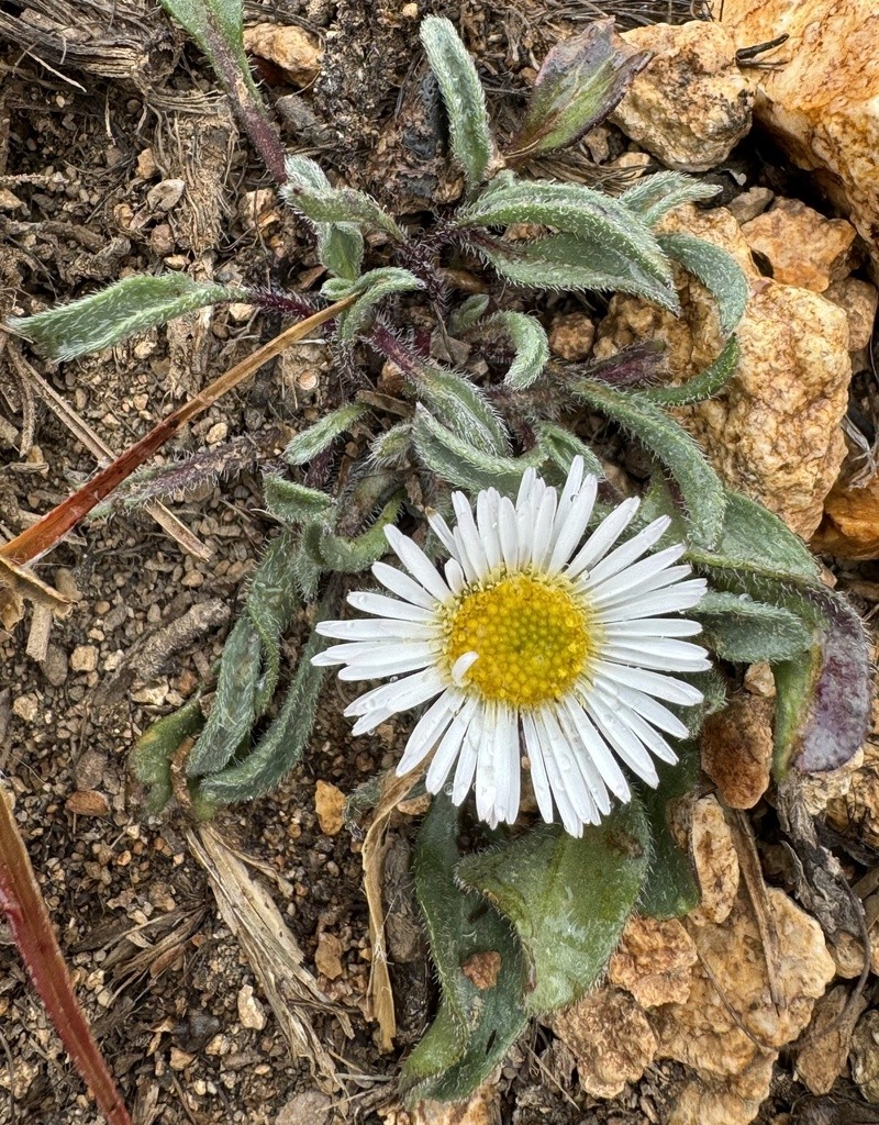 Erigeron andicola photo 2