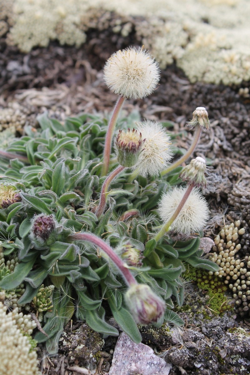 Erigeron andicola photo 3