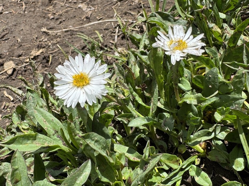Erigeron andicola photo 4