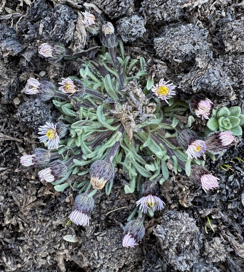 Erigeron andicola photo 5