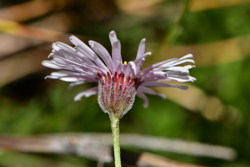 Erigeron andicola photo 6