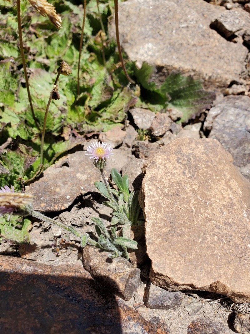 Erigeron andicola photo 7