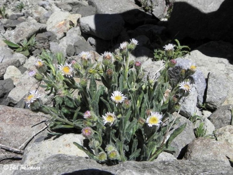 Erigeron andicola photo 8