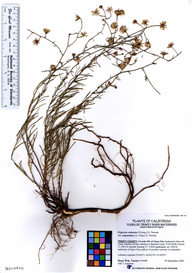 Erigeron angustatus