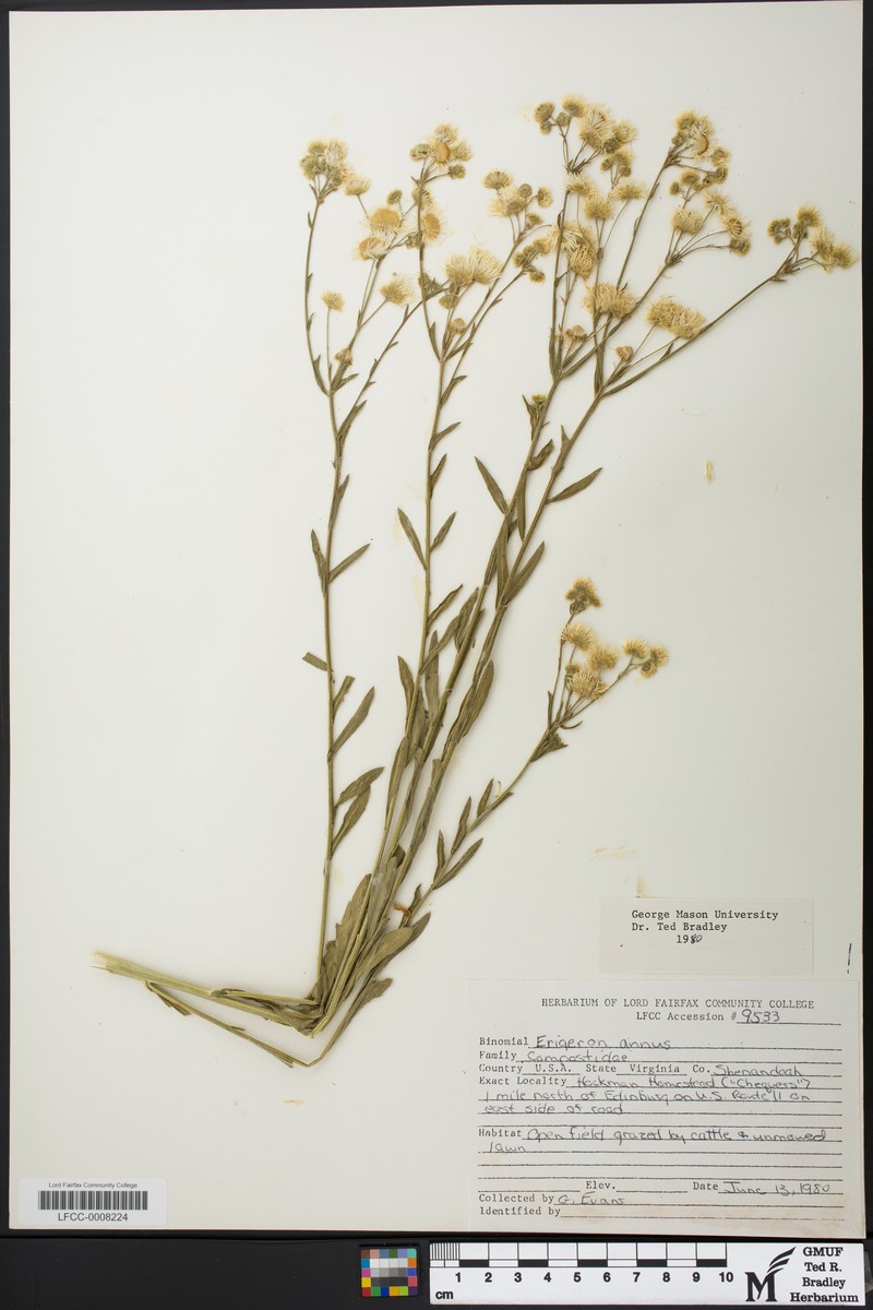 Erigeron annuactis
