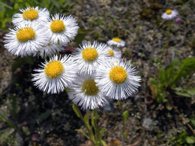 Eastern Daisy Fleabane