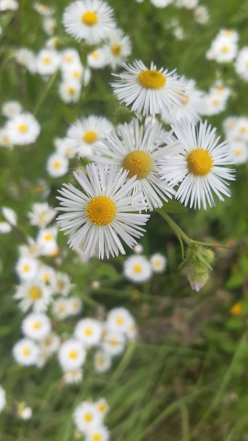 Eastern Daisy Fleabane