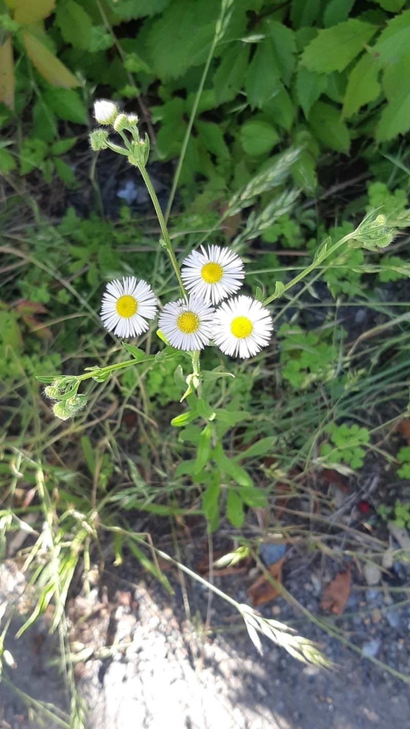 Eastern Daisy Fleabane photo 2