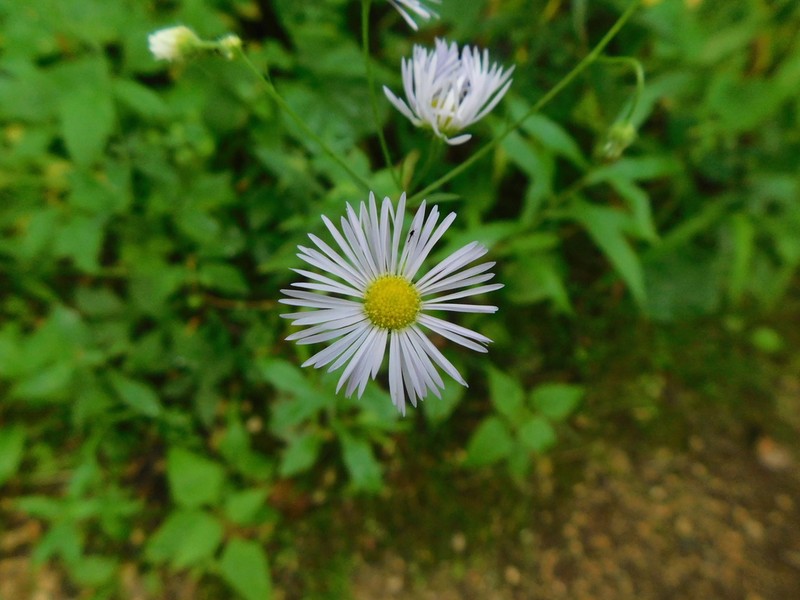 Eastern Daisy Fleabane photo 4