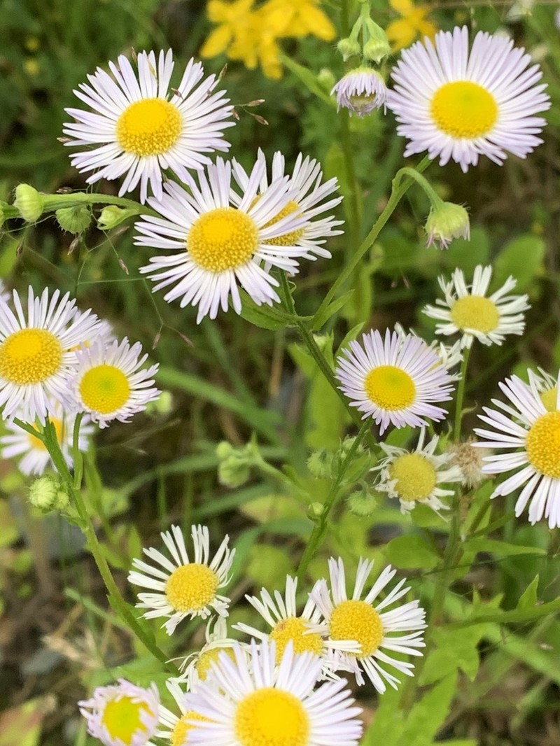 Eastern Daisy Fleabane photo 5