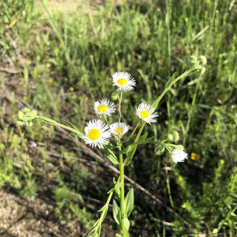 Eastern Daisy Fleabane photo 6