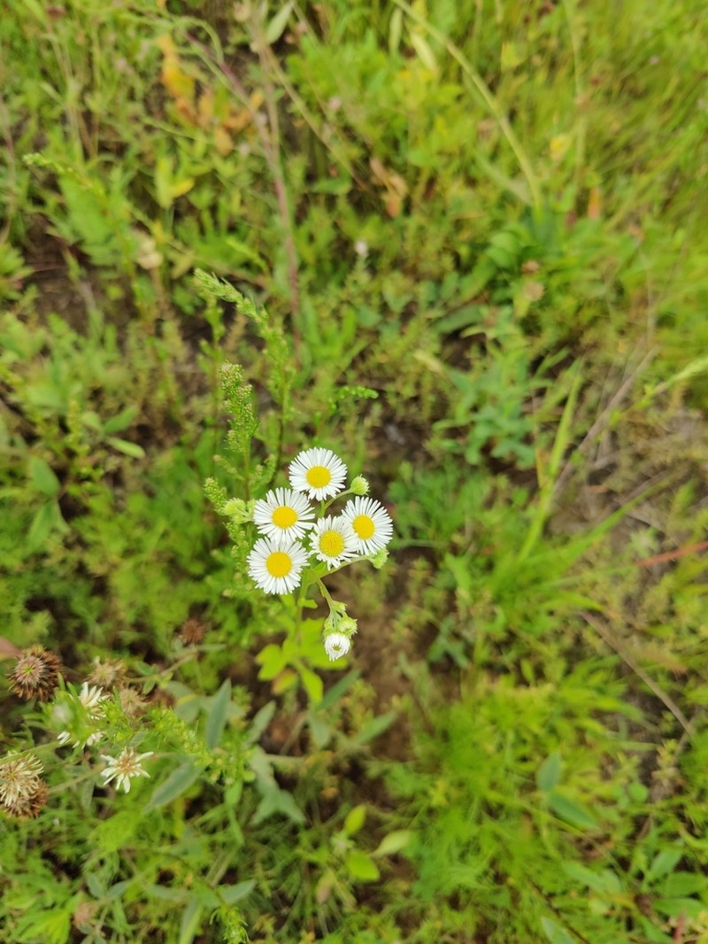 Eastern Daisy Fleabane photo 7