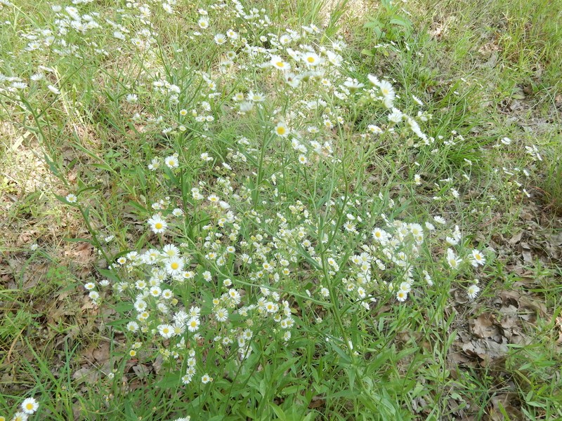 Eastern Daisy Fleabane photo 8
