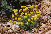 Rayless Shaggy Fleabane