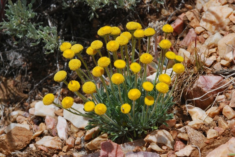 Rayless Shaggy Fleabane