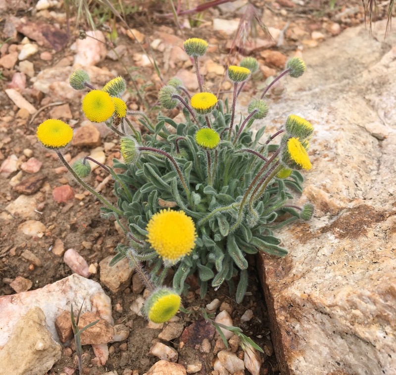 Rayless Shaggy Fleabane photo 2