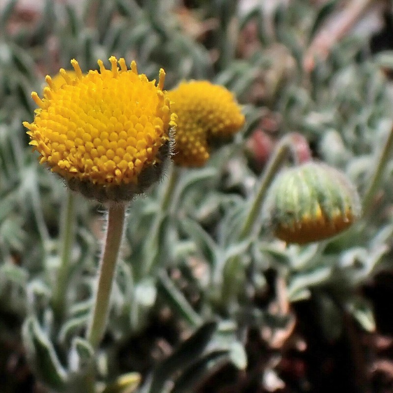 Rayless Shaggy Fleabane photo 3