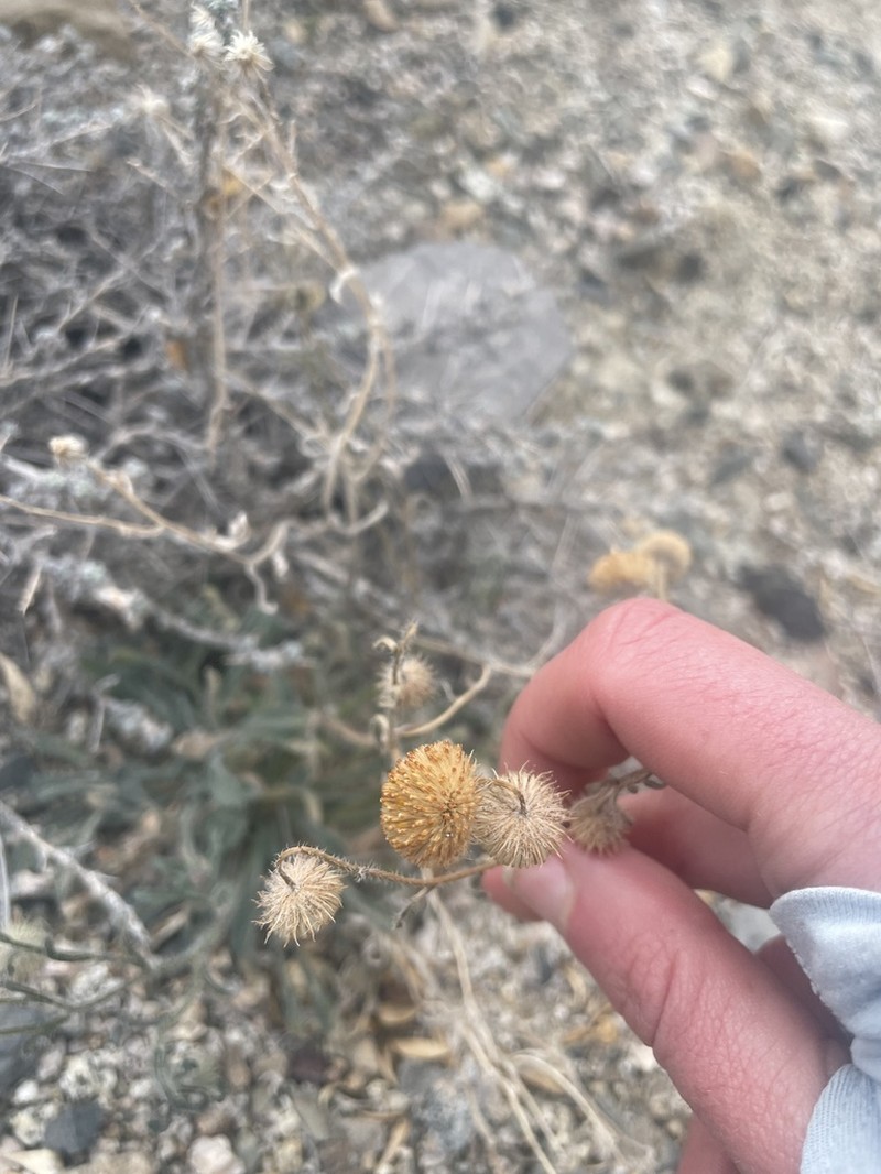 Rayless Shaggy Fleabane photo 4