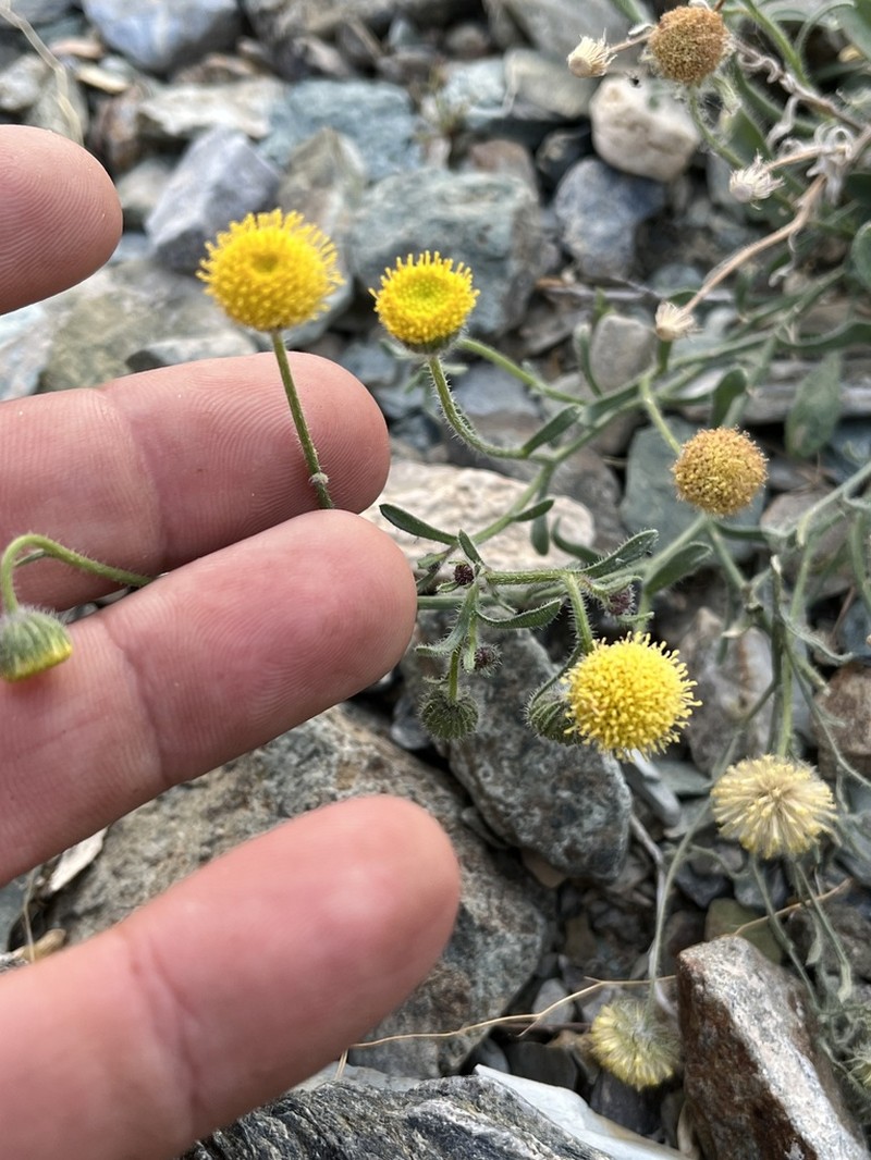 Rayless Shaggy Fleabane photo 5
