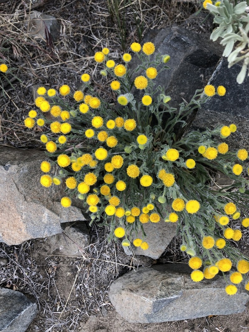 Rayless Shaggy Fleabane photo 6