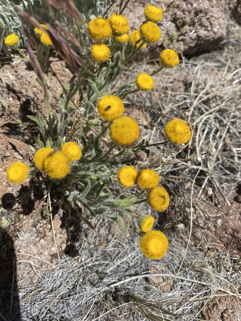 Rayless Shaggy Fleabane photo 7