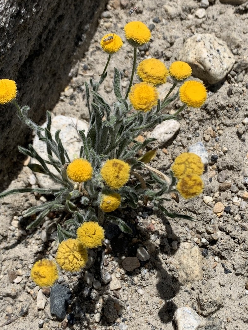 Rayless Shaggy Fleabane photo 8