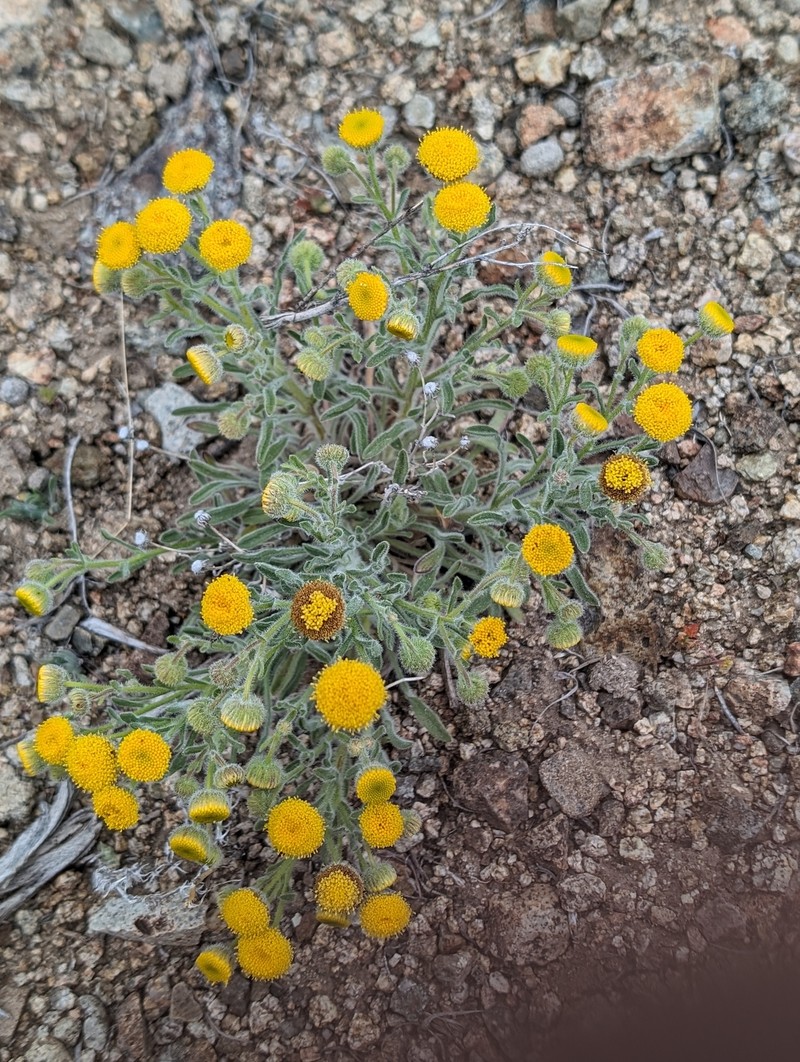 Erigeron aphanactis var. aphanactis