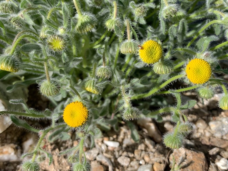Erigeron aphanactis var. aphanactis photo 2