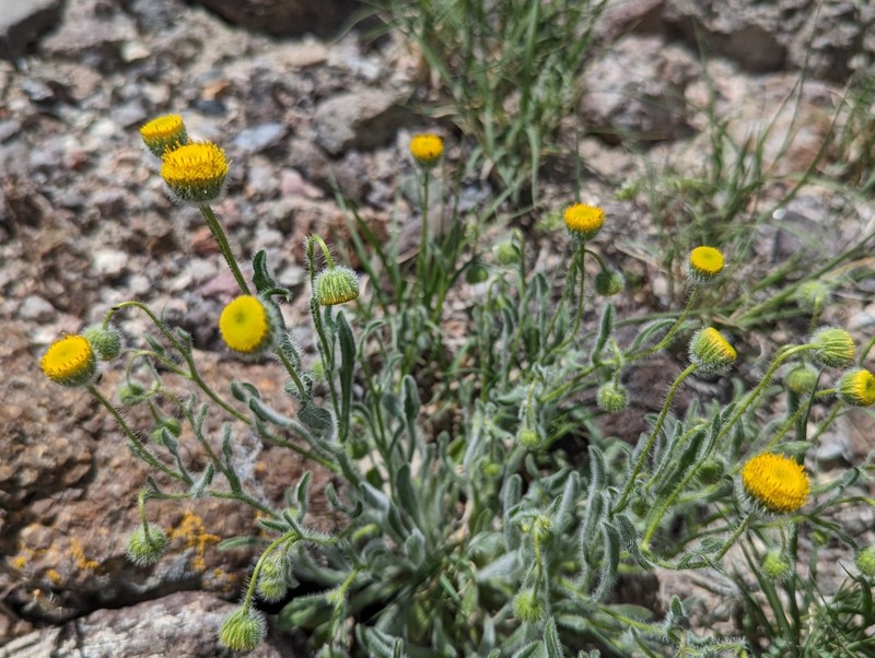 Erigeron aphanactis var. aphanactis photo 3