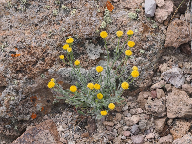 Erigeron aphanactis var. aphanactis photo 4