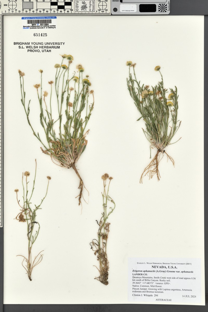 Erigeron aphanactis var. aphanactis photo 5
