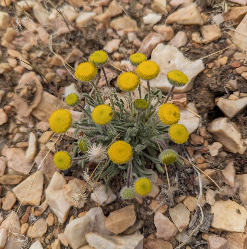 Erigeron aphanactis var. congestus