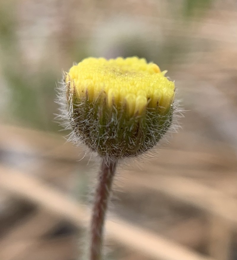Erigeron aphanactis var. congestus photo 2