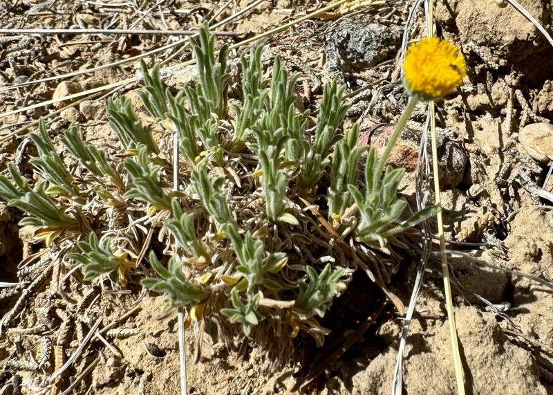 Erigeron aphanactis var. congestus photo 3
