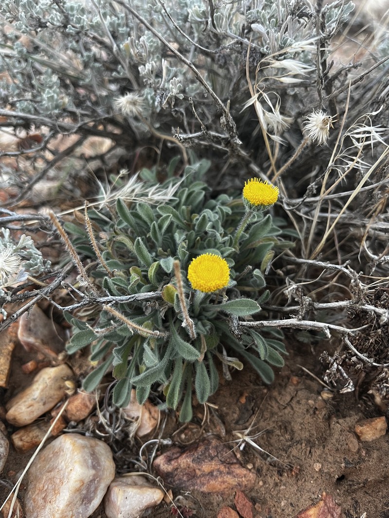 Erigeron aphanactis var. congestus photo 4