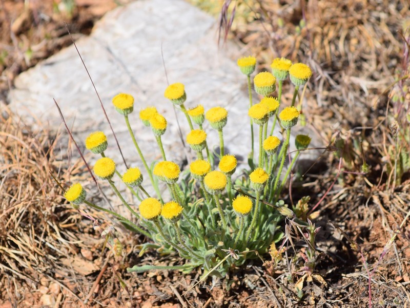 Erigeron aphanactis var. congestus photo 5