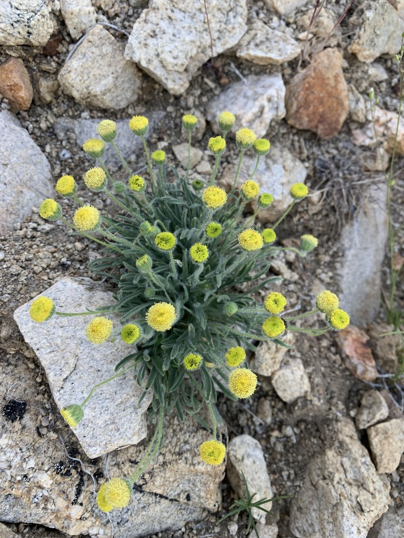 Erigeron aphanactis var. congestus photo 6