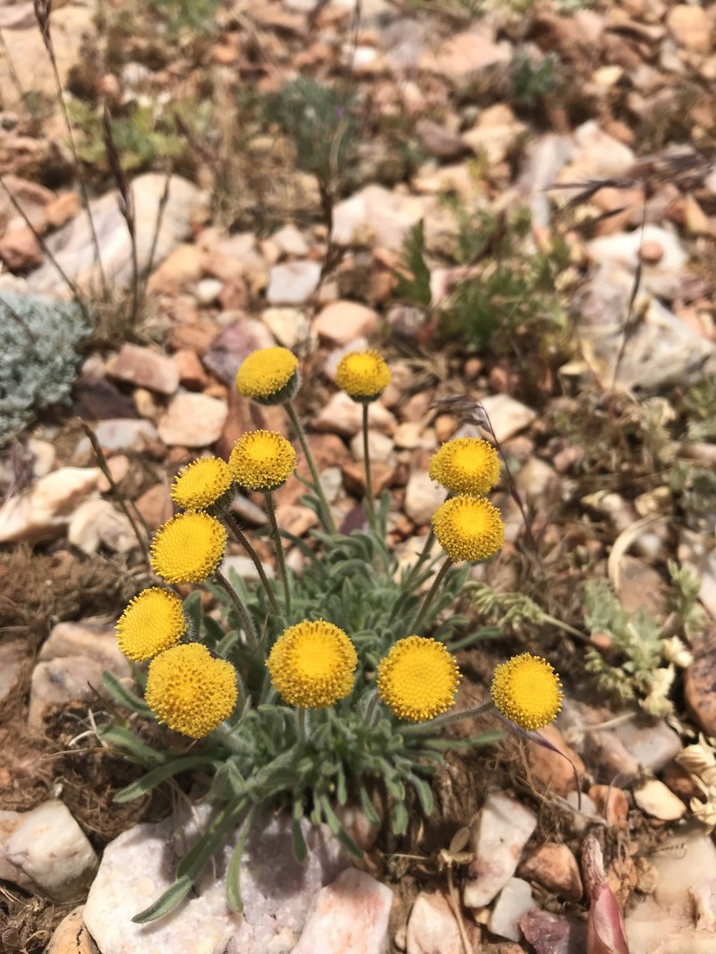 Erigeron aphanactis var. congestus photo 7