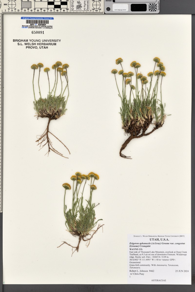 Erigeron aphanactis var. congestus photo 8
