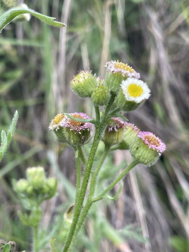 Erigeron apiculatus