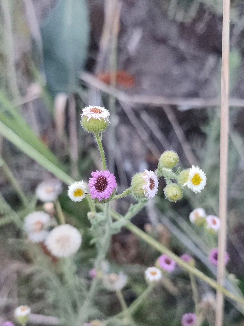 Erigeron apiculatus photo 2