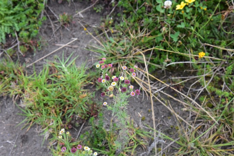 Erigeron apiculatus photo 4